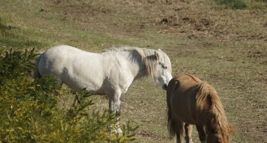 Poneys