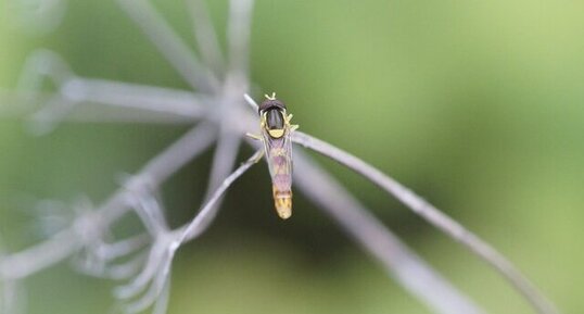 Syrphe porte plume