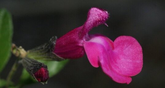 Sauge grahamii - fuschia