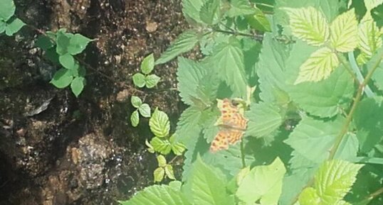 Robert le diable, Polygonia c-album