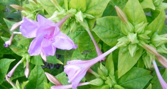 Belle de nuit (mirabilis jalapa)