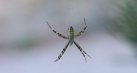 Argiope bruennichi