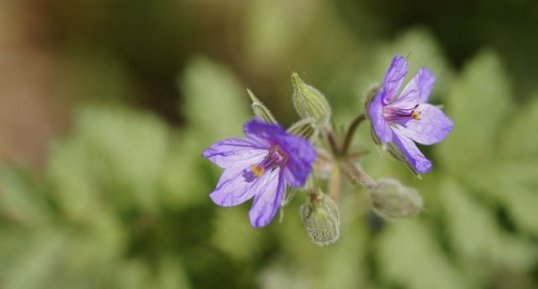 Fleur d'érodium acaule - sous réserve