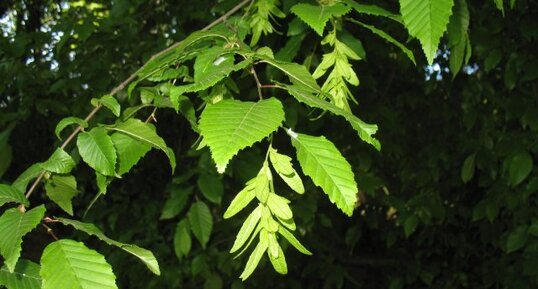 Charme.détail.feuille