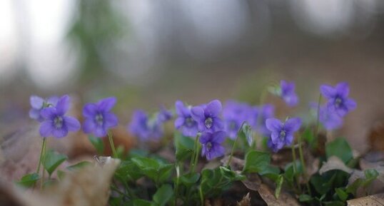 Violettes