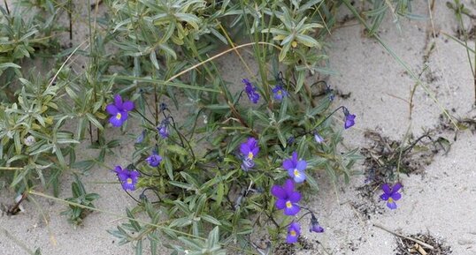 Violettes de Curtis