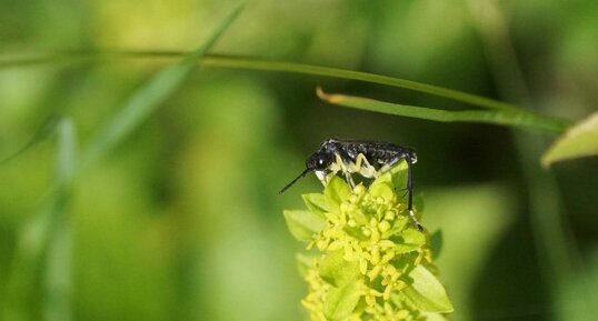 Macrophya montana