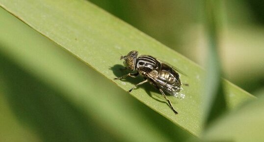 Eristalinus megacephalus - sous réserve