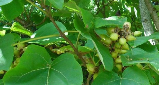 Paulownia