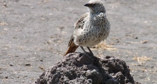 Oiseau_1_Tanzanie