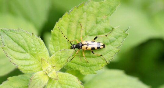 Lepture tachetée - Leptura maculata