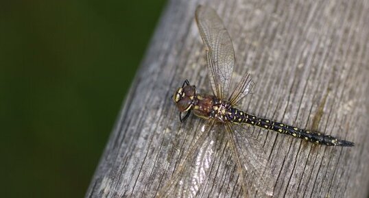 Brachytron pratense femelle...morte noyée !