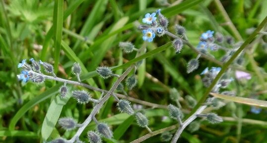 Myosotis hérissé (ou rameux)