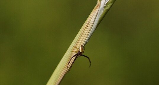 Misumena vatia mâle