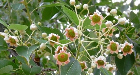 Brachychiton à feuilles de peuplier