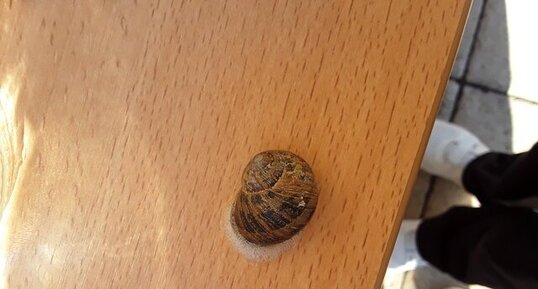 Escargot