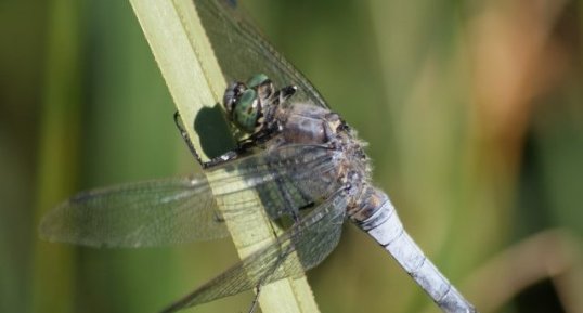 Orthetrum cancellatum - mâle