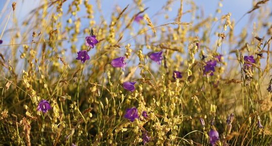 Campanules sp.