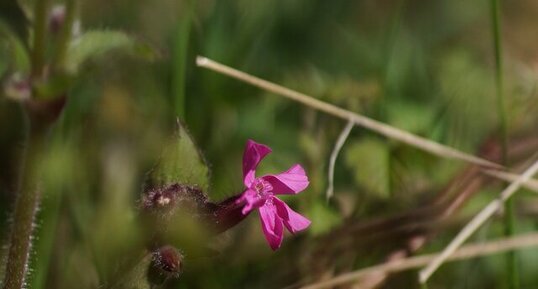 Fleur de Silene dioïque