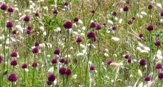 Flore de la dune