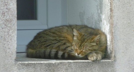 Chat "european short hair" en mode sieste