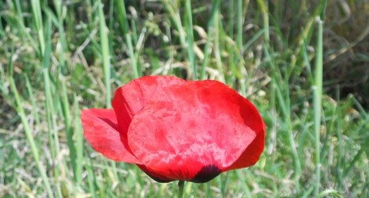 Coquelicot - Papaver rhoeas