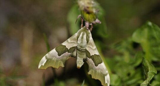 Sphinx de l'épilobe