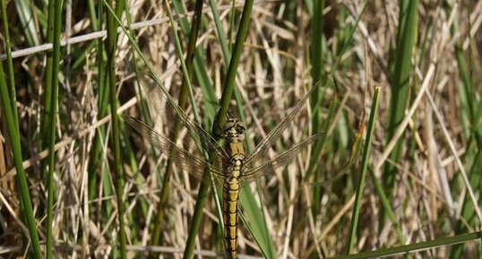 Orthetrum cancellatum - femelle