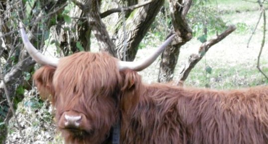 Audhumla, jeune "Heilan coo"