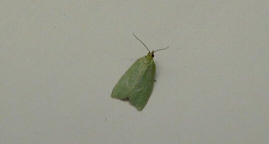 Tortrix viridana. Noctuelle.