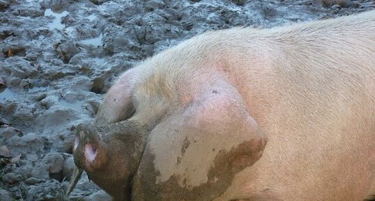 Jeune porc blanc de l'ouest (jeune)