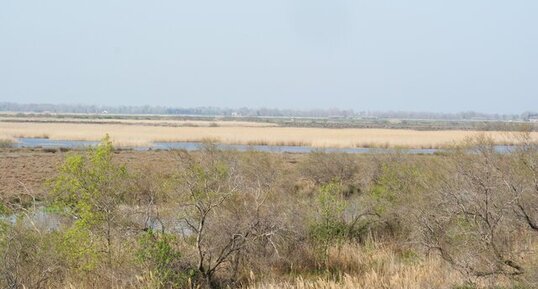 Paysage de camargue