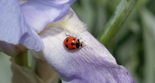 Hippodamia sp.