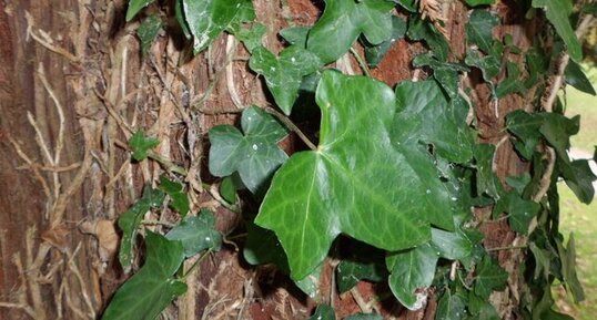 Lierre : Hedera helix