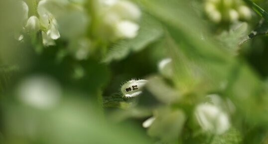 Etamines d'une fleur de lamier blanc