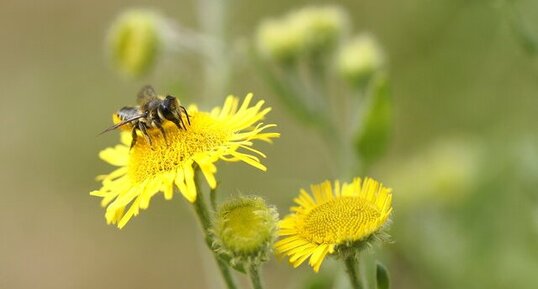 Petite abeille