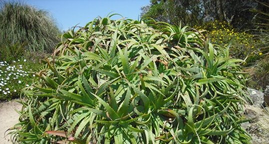 Aloé arborescens