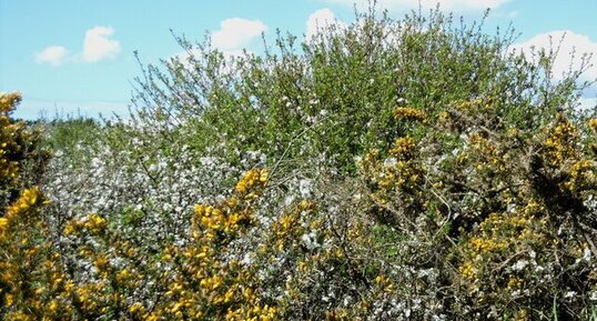 Les plantes du marais littoral (2) : ajonc d'Europe, prunellier et pommier