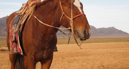 Cheval mongol