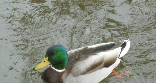 Canard colvert