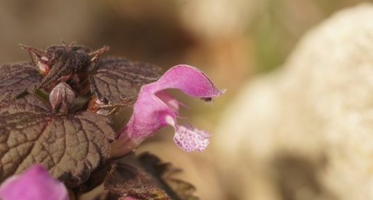 Lamium maculatum - sous réserve