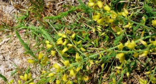 Asperge prostrée