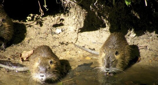 Ragondin ou castor des marais - Myocastor coypus