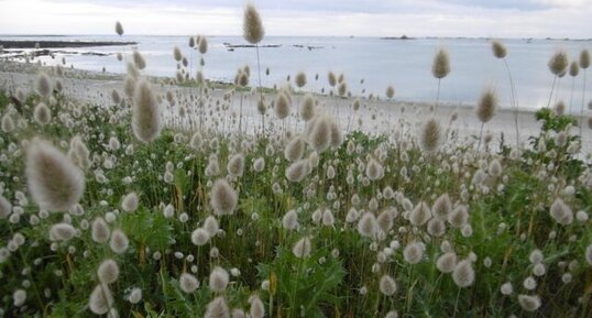 Queue de lièvre (Lagurus ovatus)