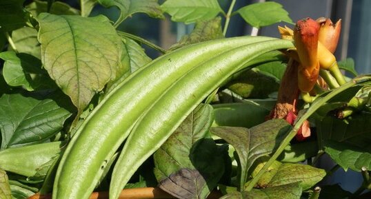 Gousse et inflorescence de trompette de Jéricho