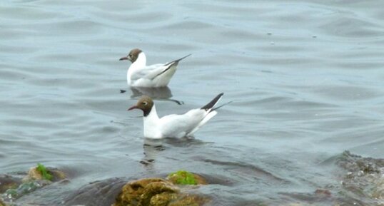 Mouettes mélanocéphales