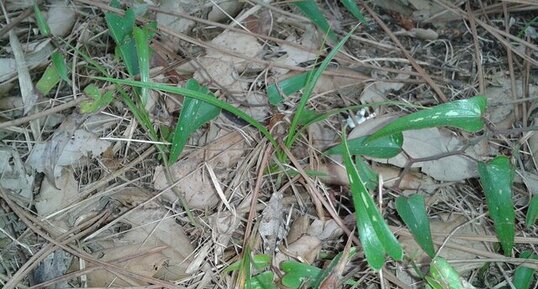 Le criquet roi du camouflage