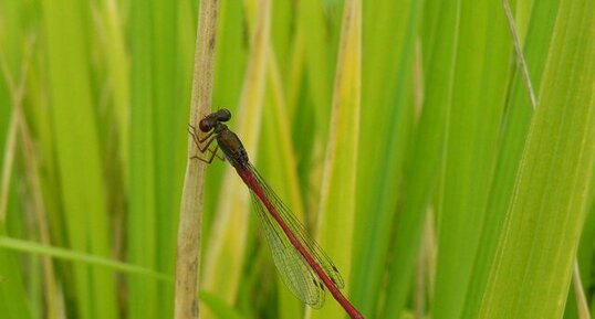 Le Cériagrion délicat