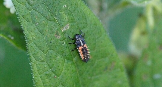 Larve de Coccinelle asiatique