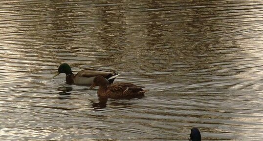 Canards colverts : ménage à trois